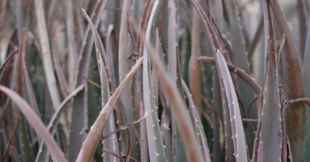 Aloe vera nega kože – biljke aloe vere kao osnova prirodne kozmetike