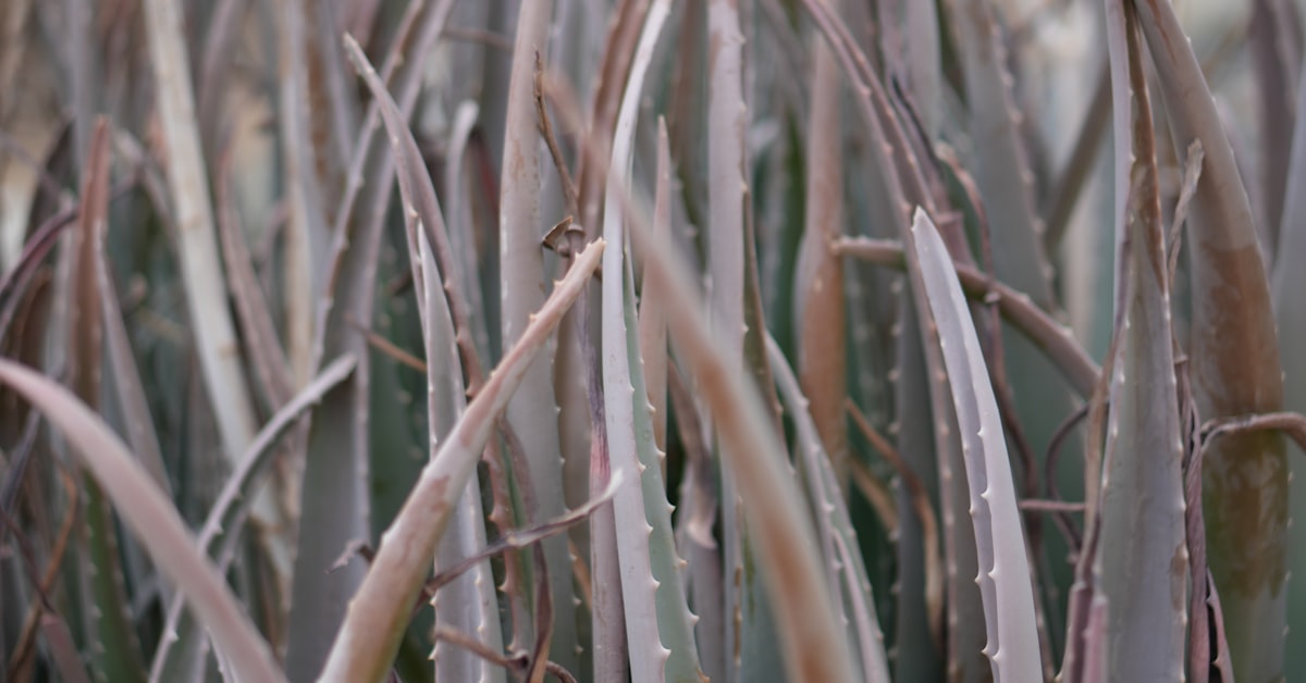 Aloe vera nega kože – biljke aloe vere kao osnova prirodne kozmetike